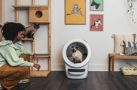 cat litter box