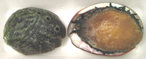 ormeau, vue de la coquille et du mollusque