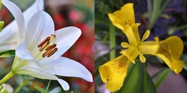 Creation d'une chevalière fleur de lys