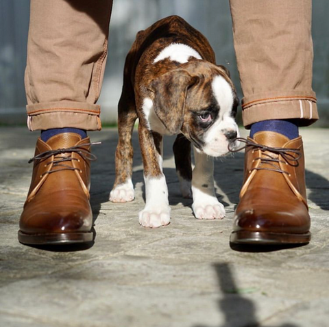 Antonio Meccariello Hatch Grain Chukka Boots with a Beautiful Patina and young puppy "Captain"