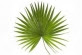 Carnauba Wax from the Copernicia Cerifera Palm Tree in Brazil