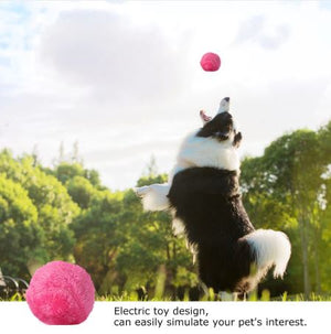 magic dog ball