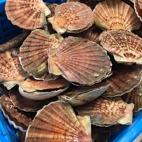 Buying scallops to recharge the stones: practical guide.