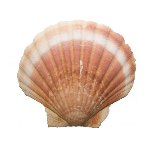 The secrets of the scallop shell to purify the stones