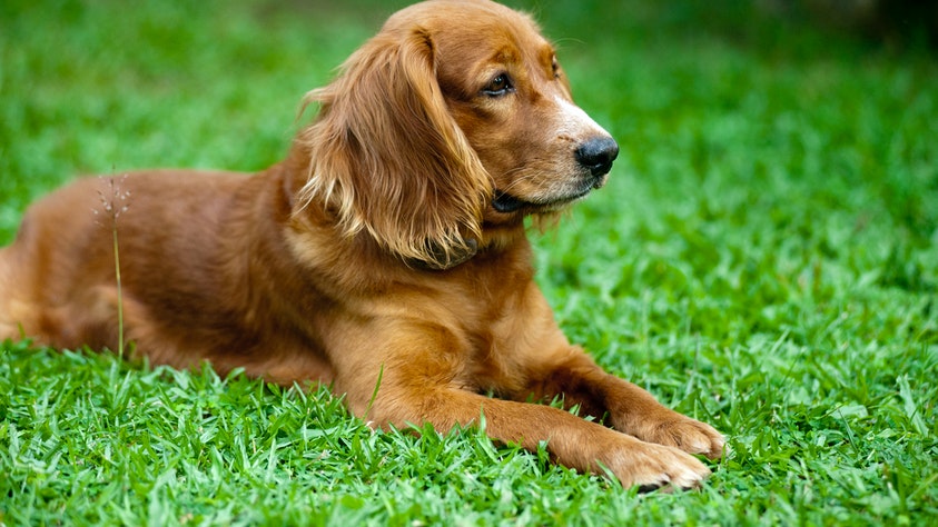 6 Best Dog Breeds For Kids and Families cocker spaniel