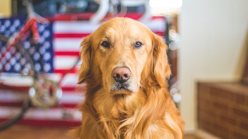 6 Best Dog Breeds For Kids and Families golden retriever