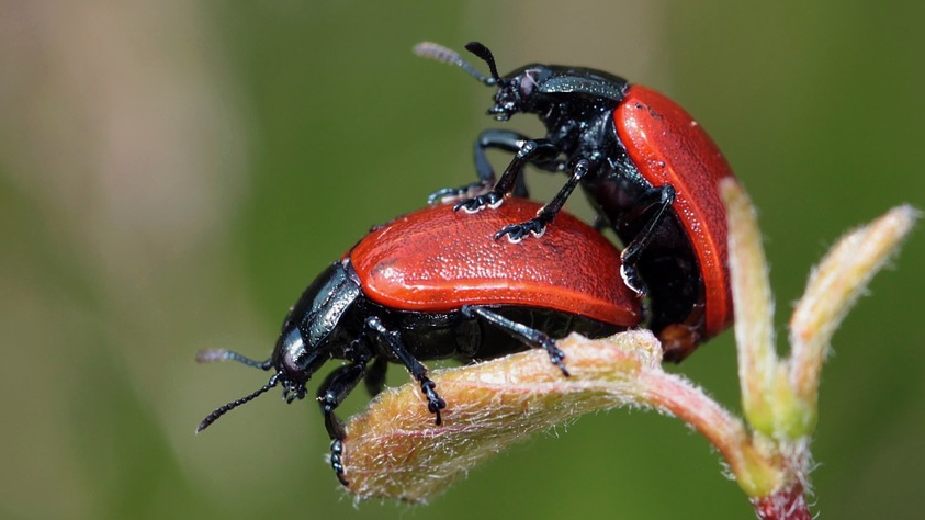 Having the Birds and the Bees Talk With Your Kids beetle sex