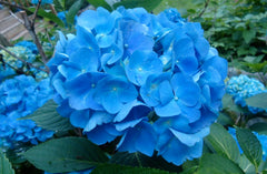 Ortensia Blu-Blue Hydrangea