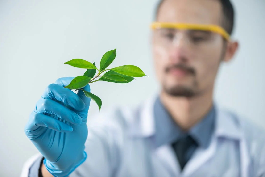 Persona Sosteniendo Una Planta De Hoja Verde