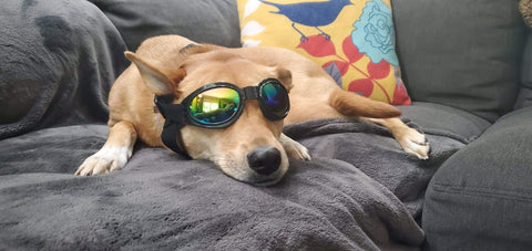 Dog wears goggles for near infrared light therapy