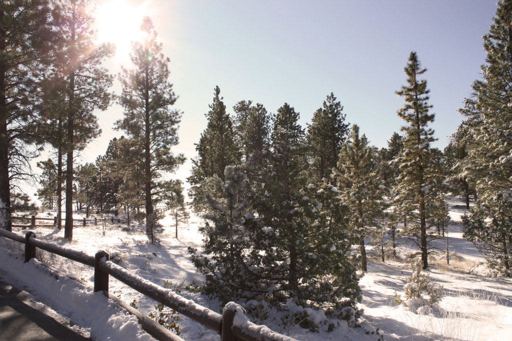 Snow Forest