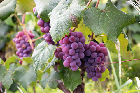 Die Unterschiede zwischen Biowein, biodynamischem Wein und Naturwein verstehen