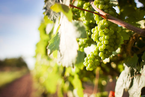 Die Unterschiede zwischen Biowein, biodynamischem Wein und Naturwein verstehen