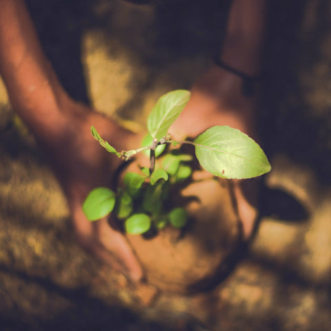 ATTITUDE Living one tree planted eden reforestation project