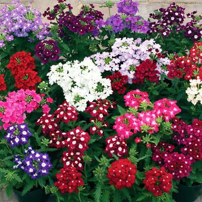 verbena obsession mix seeds eye seed x50 cv flowers prairie blossom series