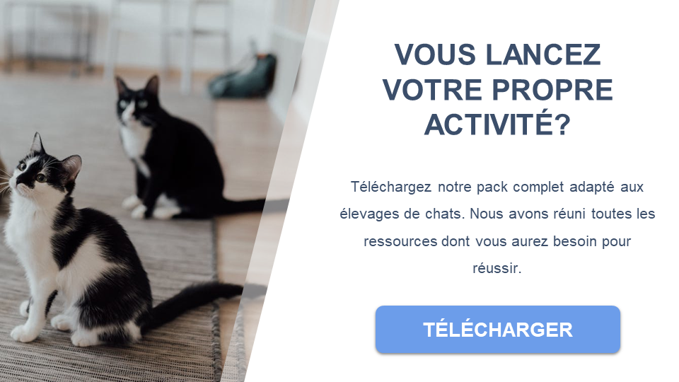 élevage de chats plan d