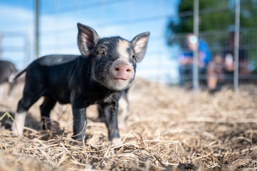 ferme pédagogique statut juridique entreprise