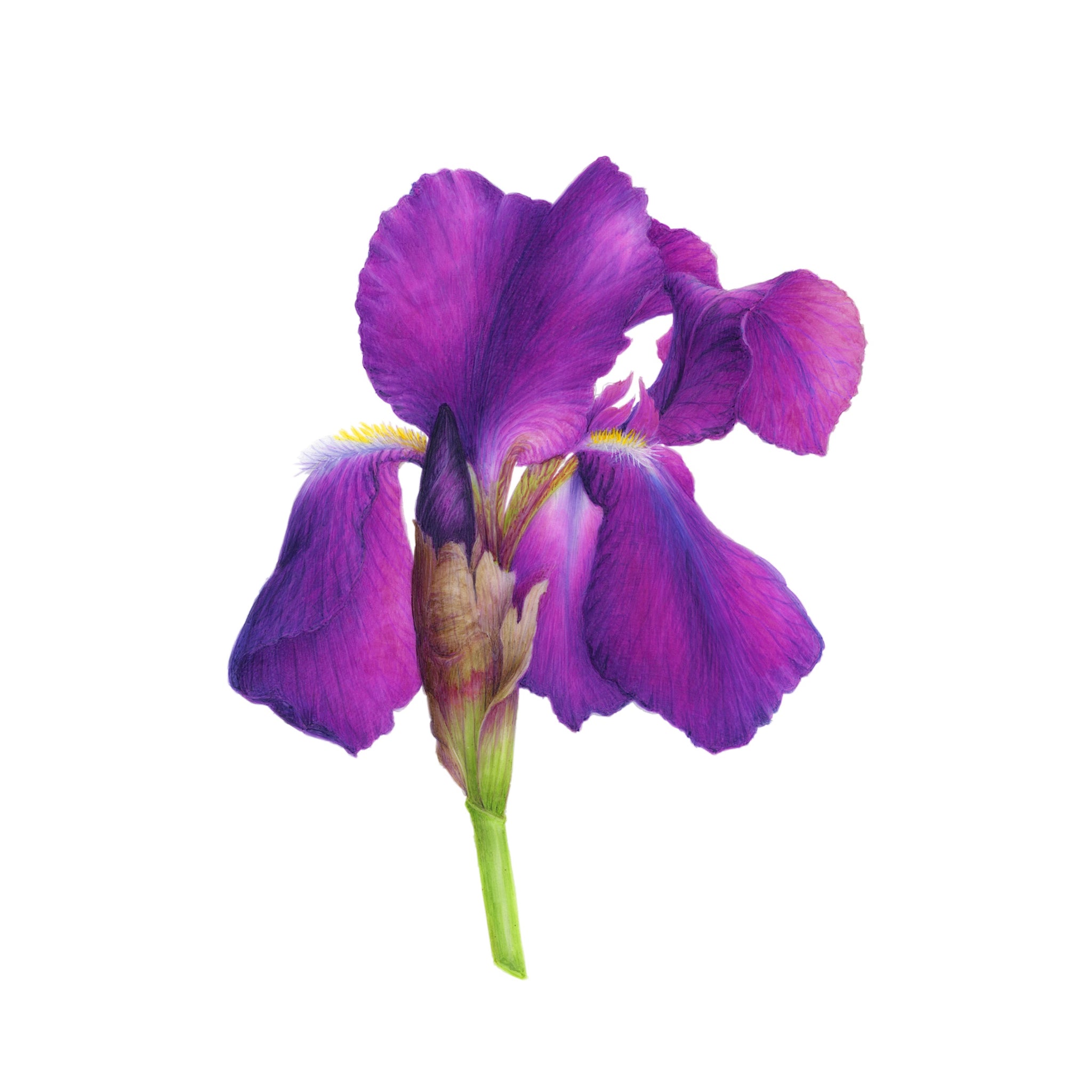 Iris violet - VINCENT JEANNEROT. Aquarelles botaniques