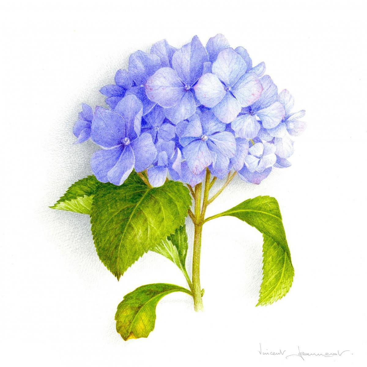 Hortensia bleu - VINCENT JEANNEROT. Aquarelles botaniques