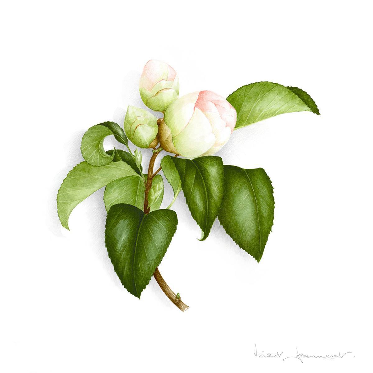 Bouton de camélia rose - VINCENT JEANNEROT. Aquarelles botaniques