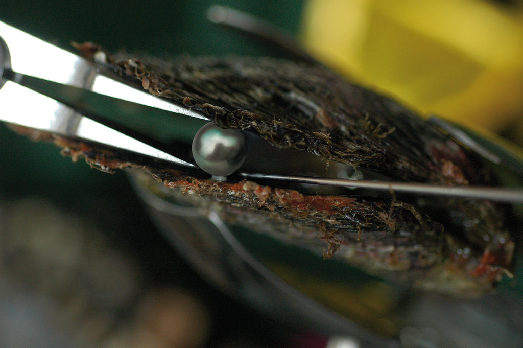 Harvesting a Cultured Tahitian Pearl