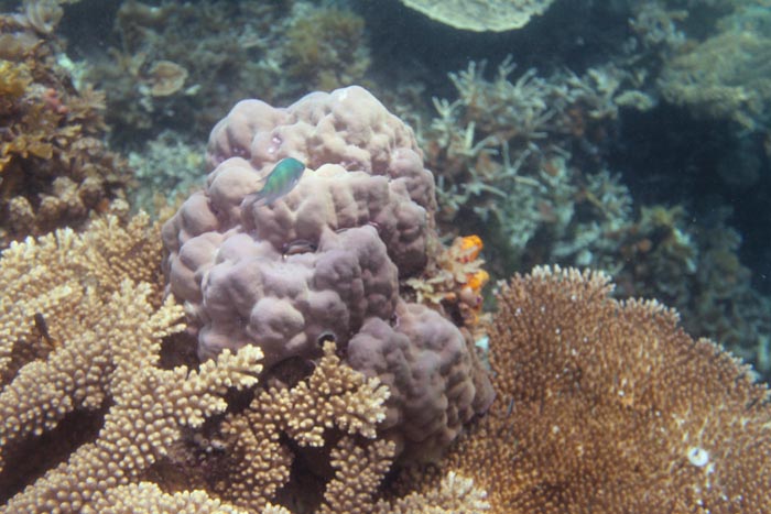 underwater coral garden of Flower Island