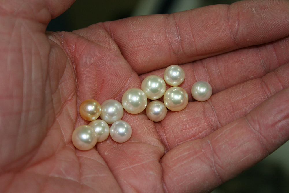 How Pearls are Cultured