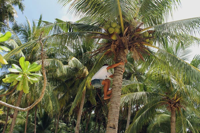 getting a fresh coconut