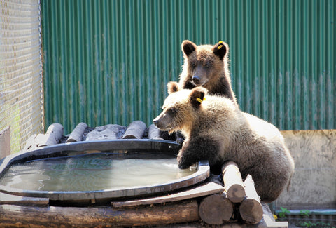 Bear cubs at Northern Lights Wildlife Shelter