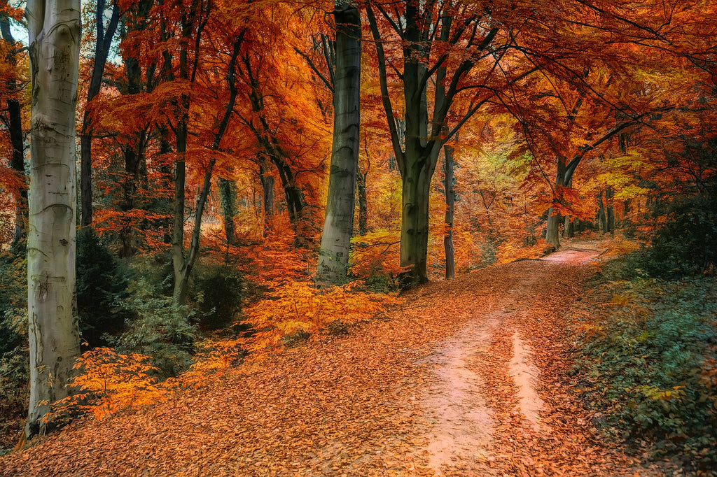 leaf covered road