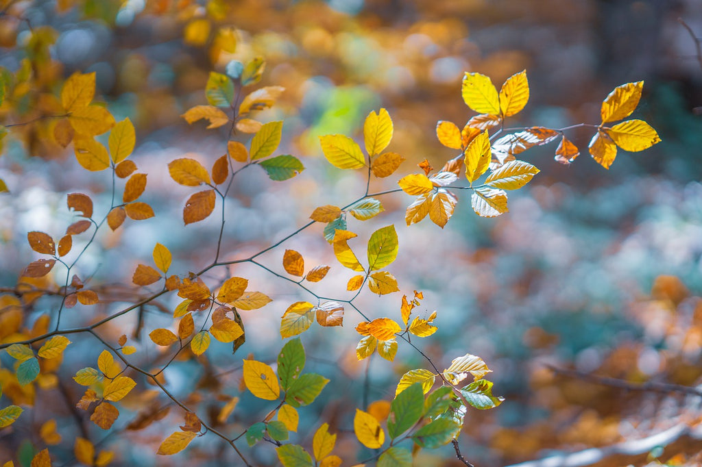 fall branches