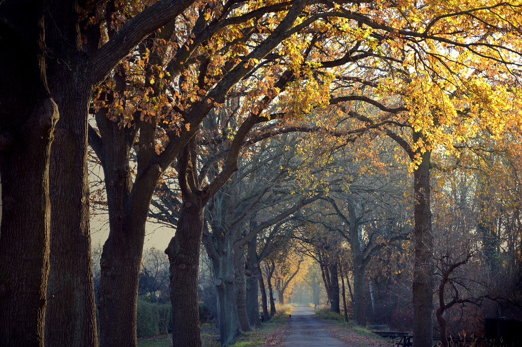 avenue of fall trees
