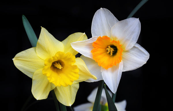 daffodil