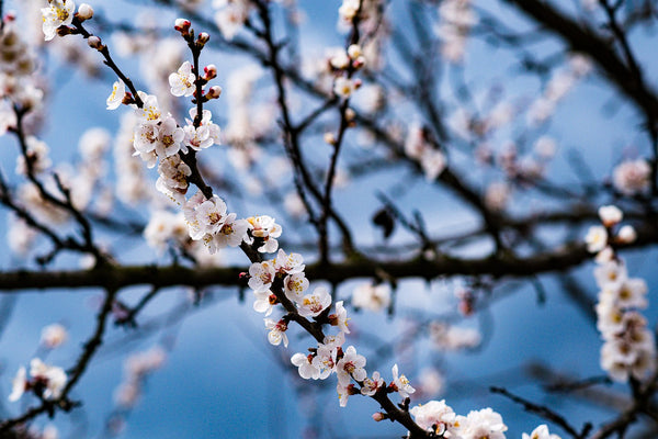 spring blooms