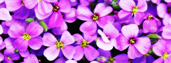 purple flowers