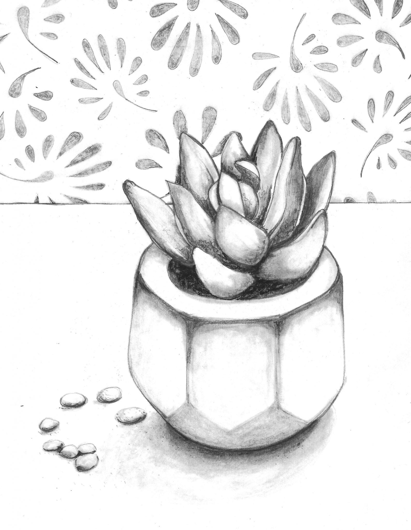 succulent drawing