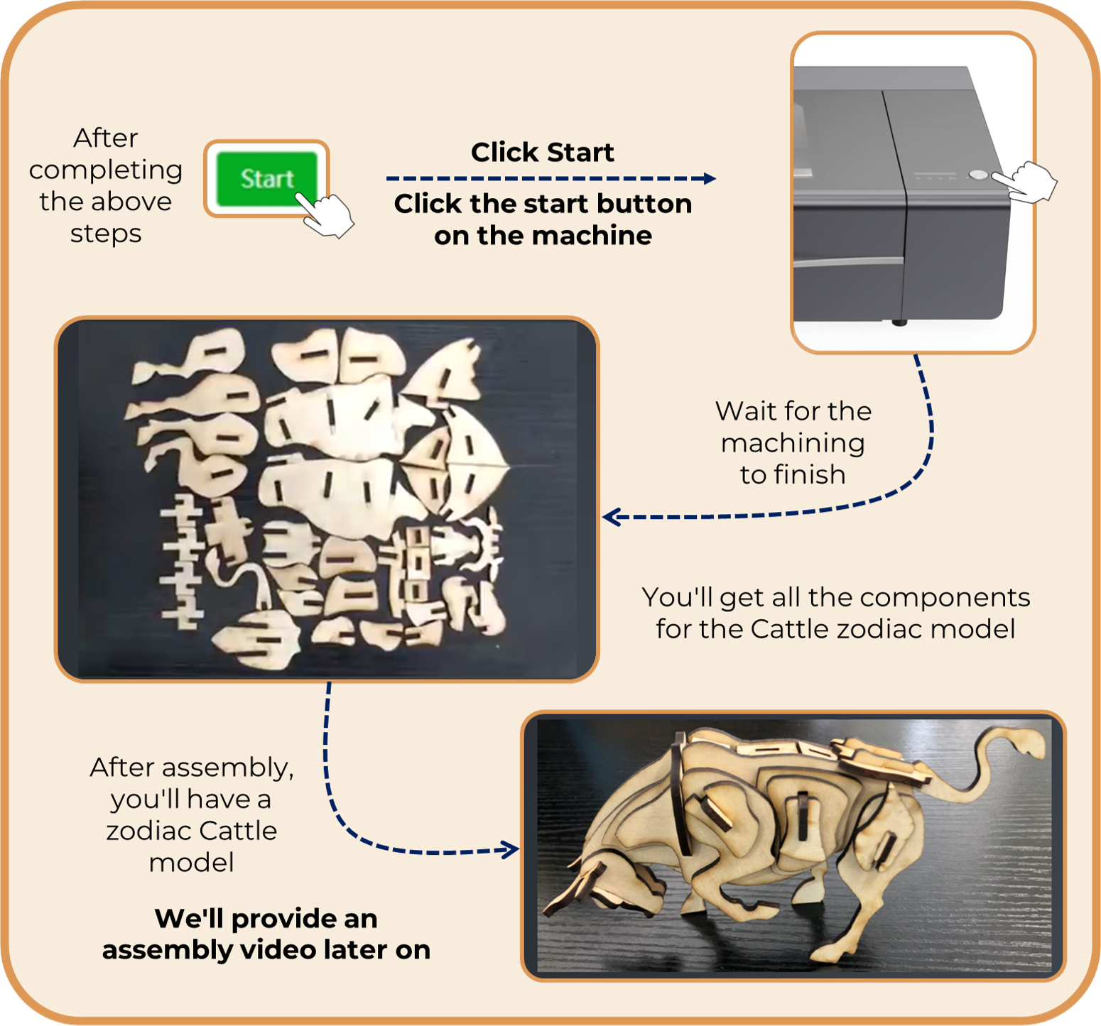 Zodiac Cattle model