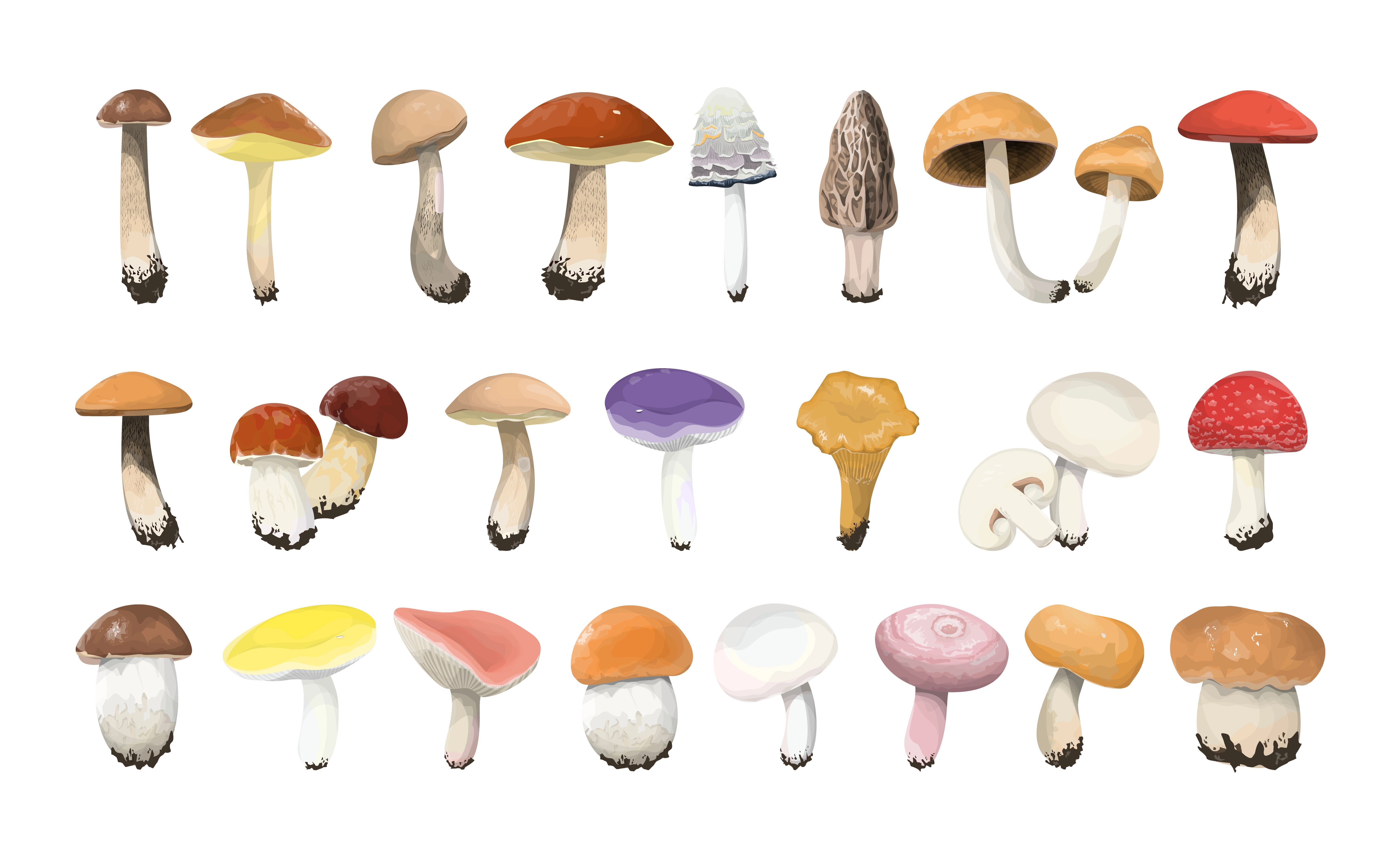 different mushrooms; mushrooms