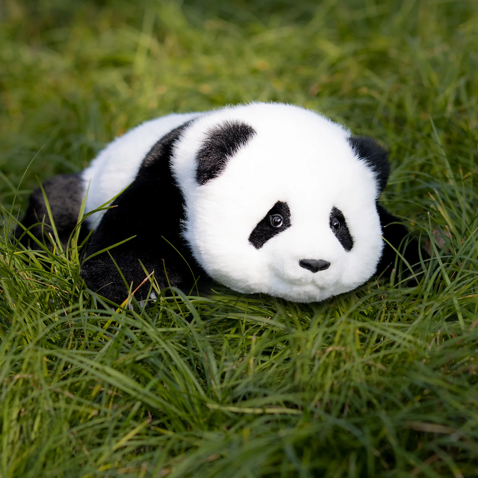 giant panda cute