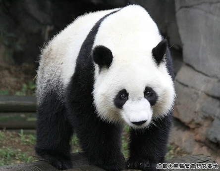 cute panda