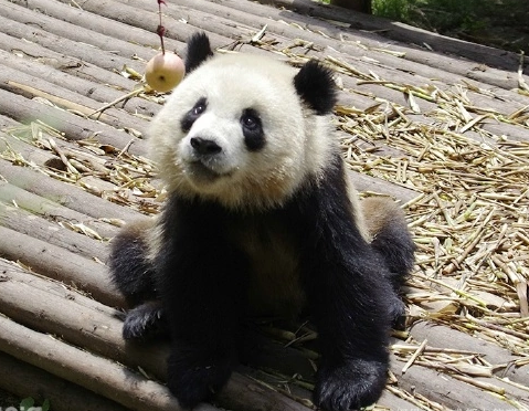 cute panda