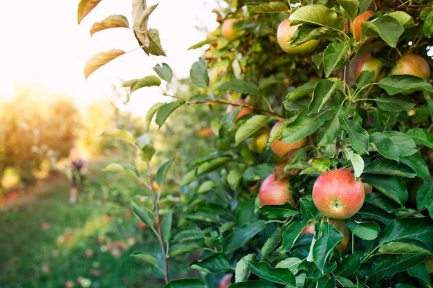 Local apple orchard