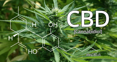 CBD Cannabidiol