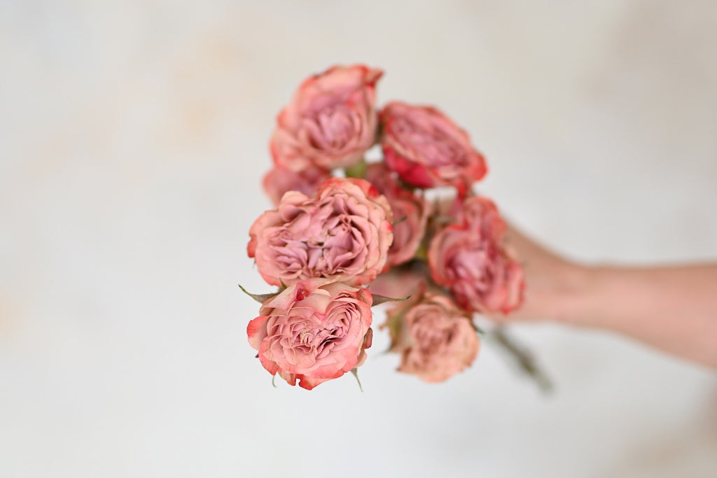Hand holding bunch of pink roses