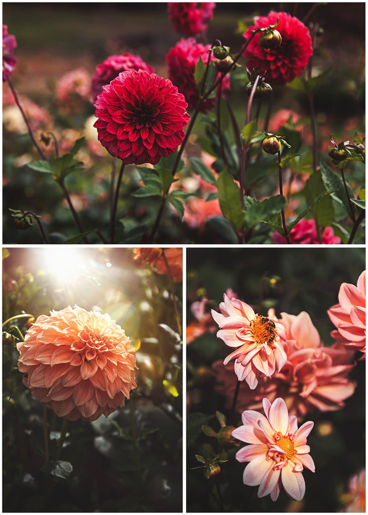 Wedding, Engagement Photography Adelaide Hills, South Australia Flower Garden Hazelmere Park