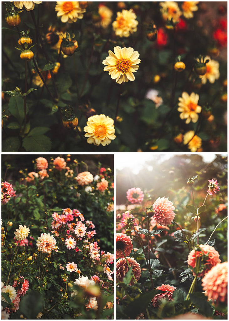 Wedding, Engagement Photography Adelaide Hills, South Australia Flower Garden Hazelmere Park