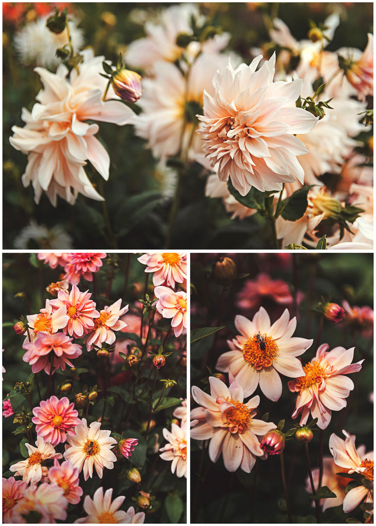 Wedding, Engagement Photography Adelaide Hills, South Australia Flower Garden Hazelmere Park