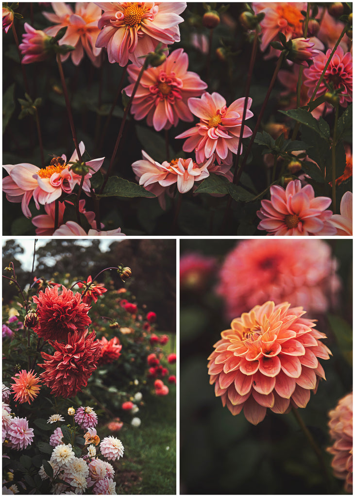 Wedding, Engagement Photography Adelaide Hills, South Australia Flower Garden Hazelmere Park