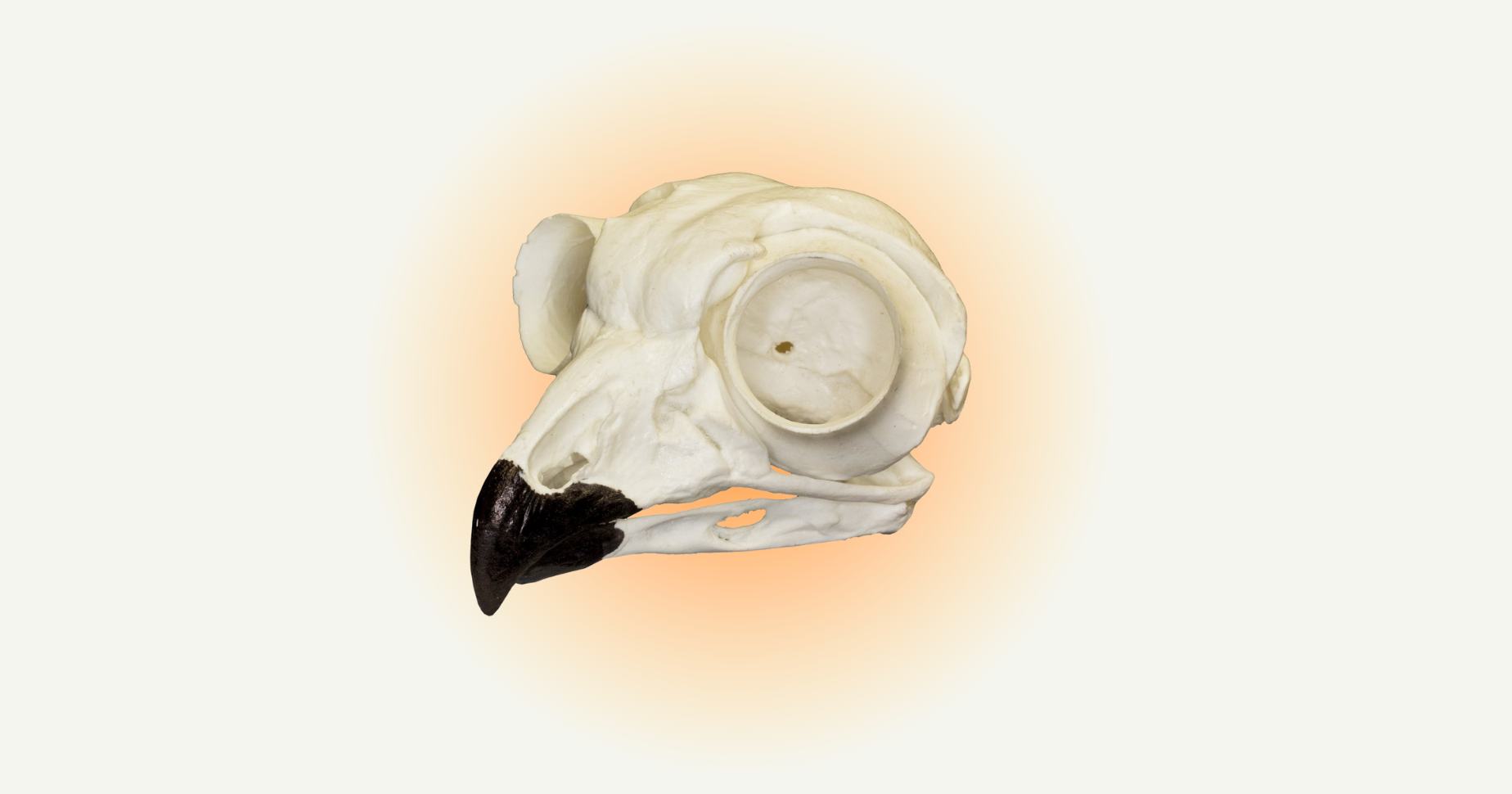 Great horned owl skull replica