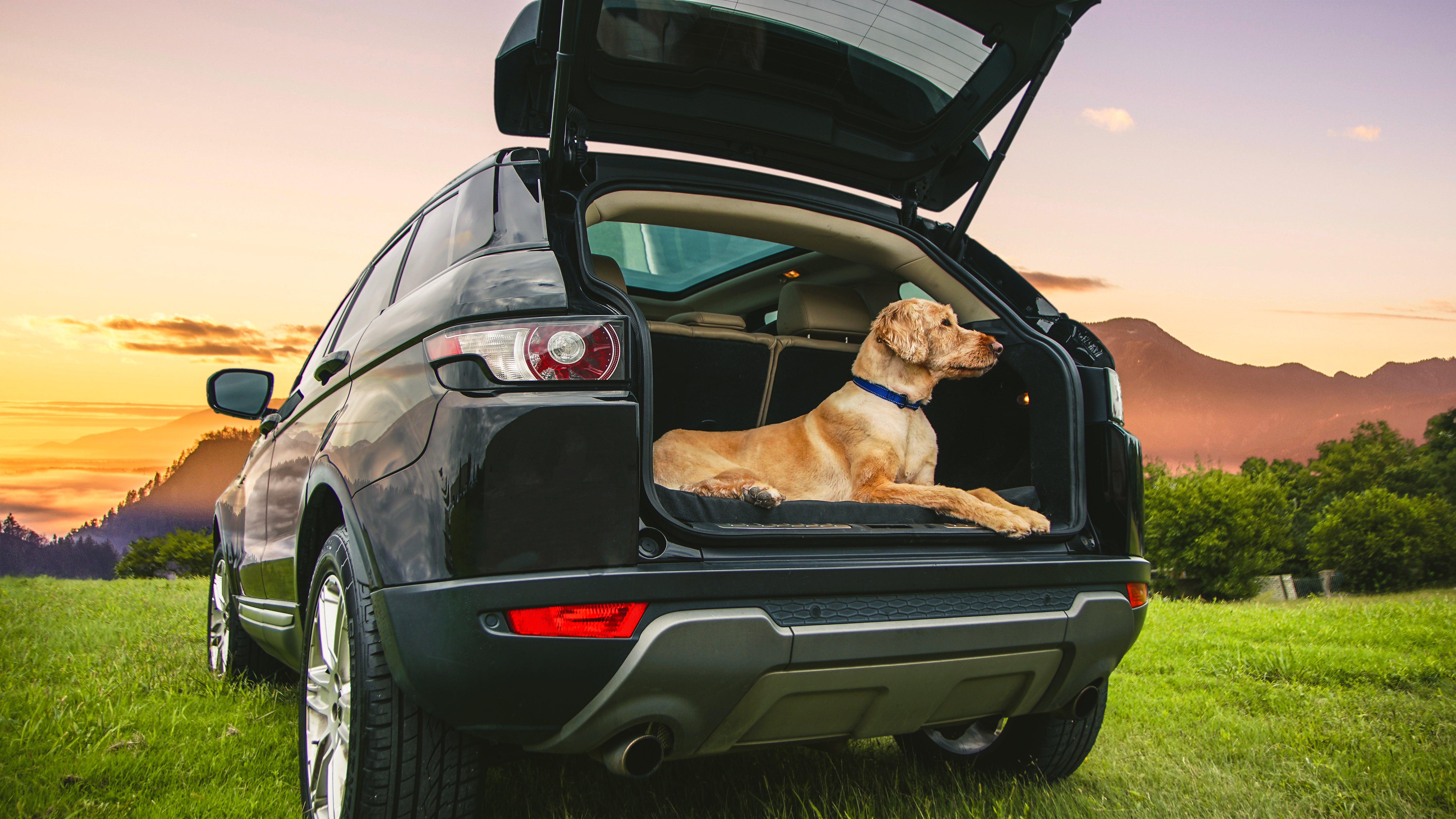 A golden dog in the back of a car with its truck door open, resting on a BuddyRest mattress. 